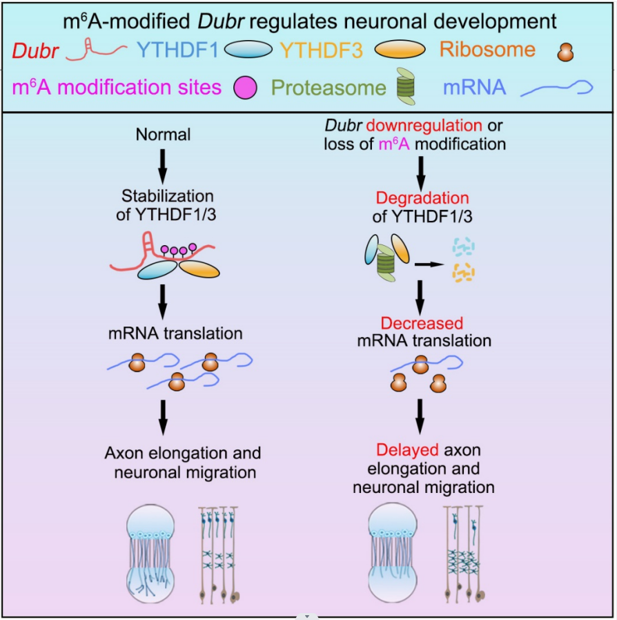 广东省智能院研究团队揭示m6A修饰的 长链非编码RNA调控神经元发育及其机制