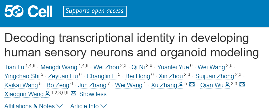 Cell | 北师大王晓群/吴倩教授联合广东省智能院张旭院士构建人类背根神经节类器官建立人类痛痒感觉研究新平台