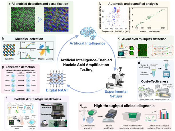 Biosensors and Bioelectronics丨广东省智能院联合香港中文大学发布综述，揭示数字核酸扩增检测新未来